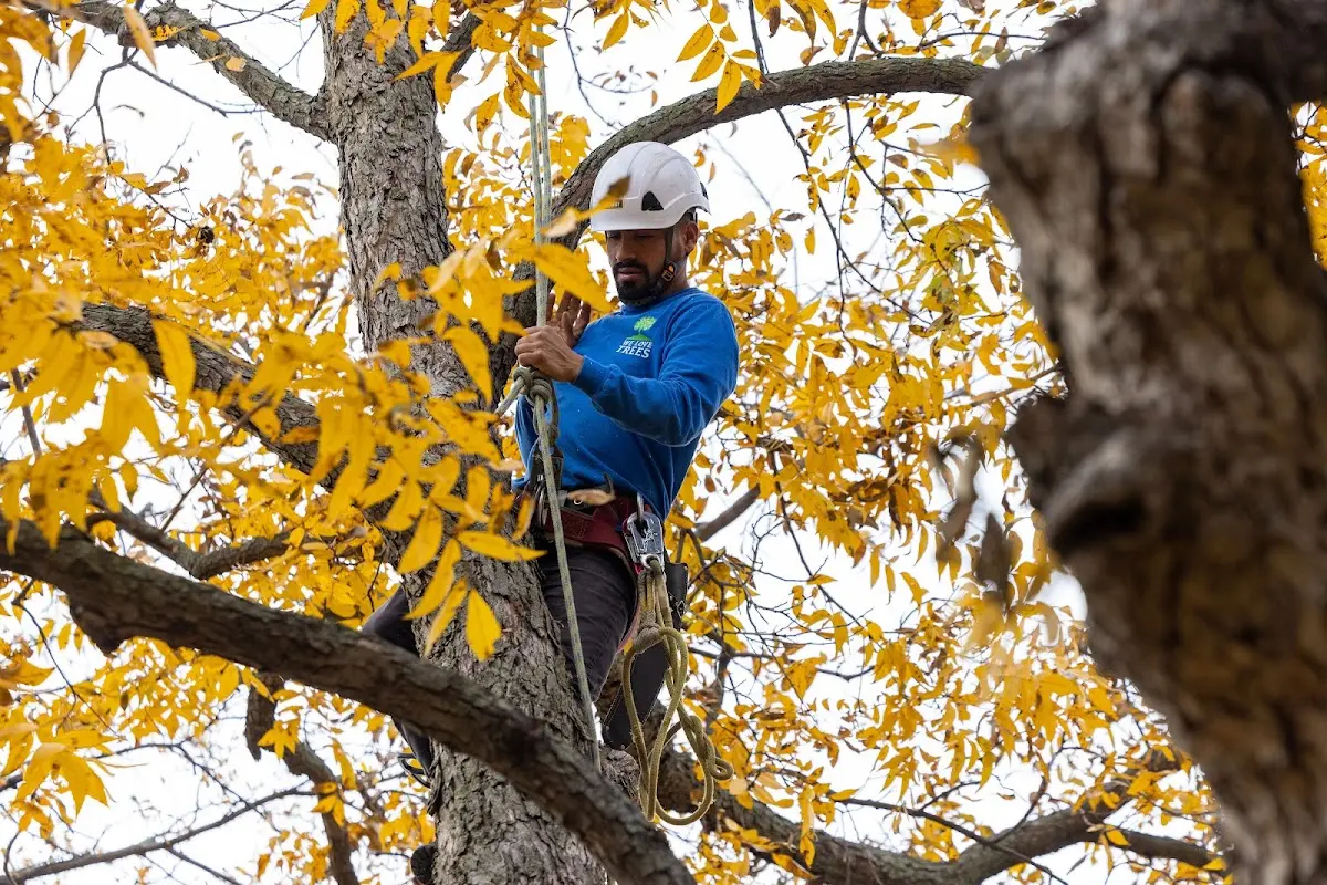 Skilled Tree Trimming crew working in Nenzel